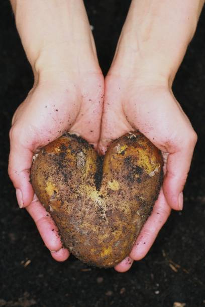 Potato Exporters in the Netherlands