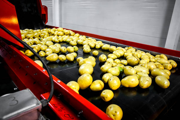 Potato companies in the Netherlands