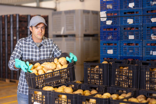 Potato companies in the Netherlands