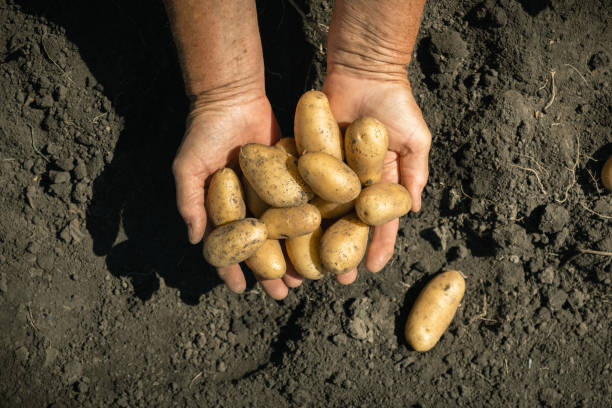 Potato distributors in the Netherlands