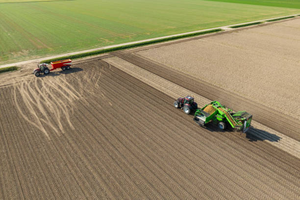 Potato wholesalers in the Netherlands