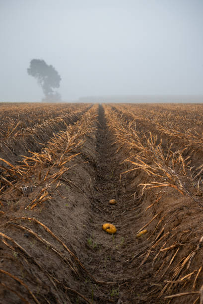 Potato wholesalers in the Netherlands