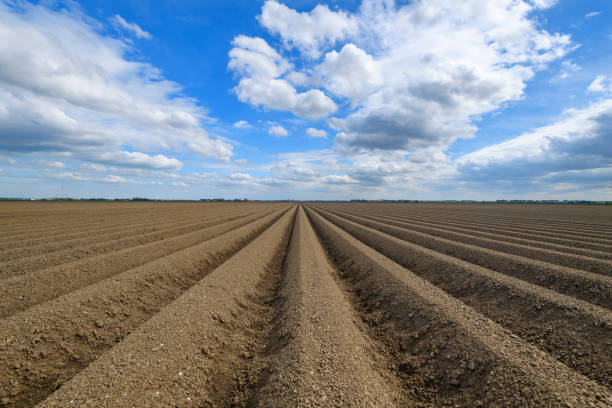 Potato wholesalers in the Netherlands