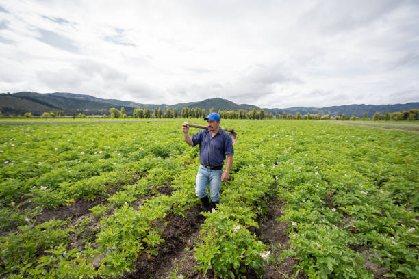 Top Potato Producing Companies in the Netherlands